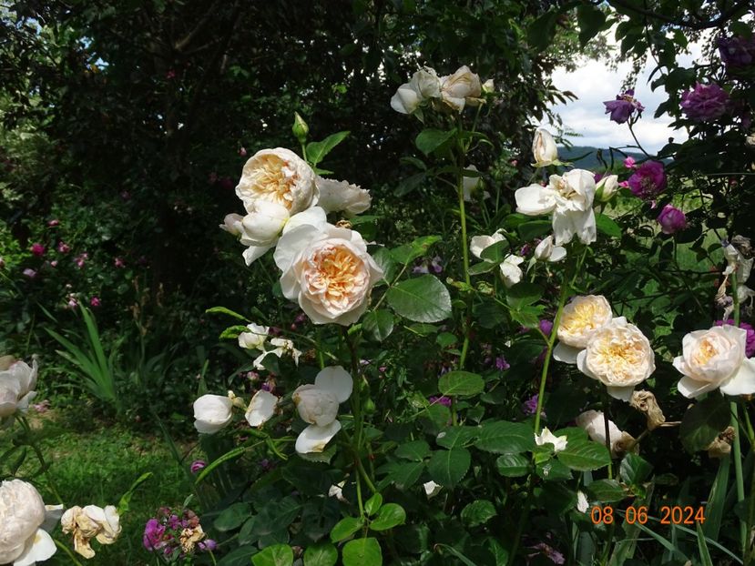  - Trandafiri 2024 4