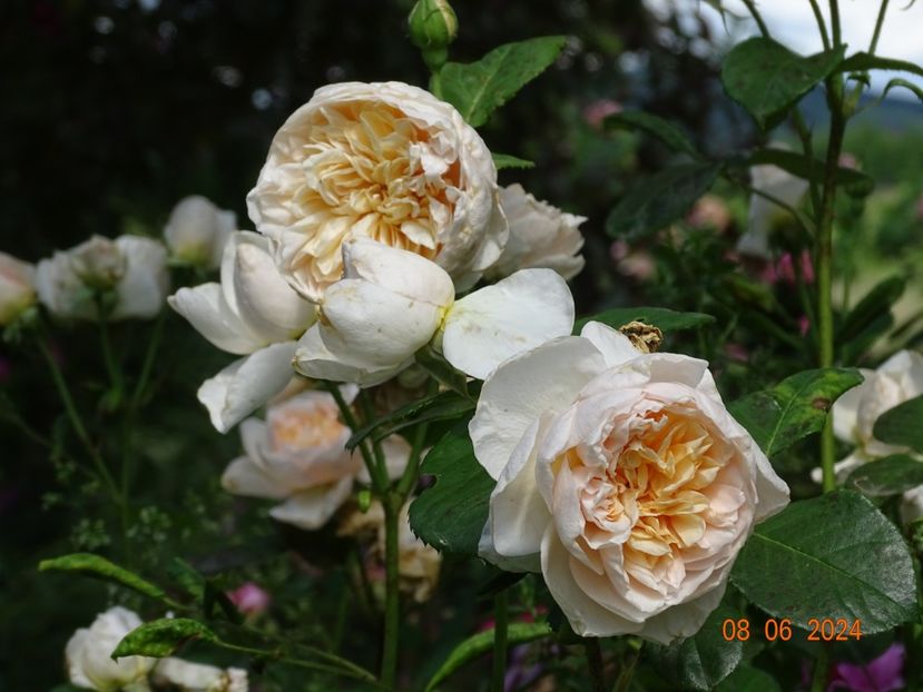  - Trandafiri 2024 4