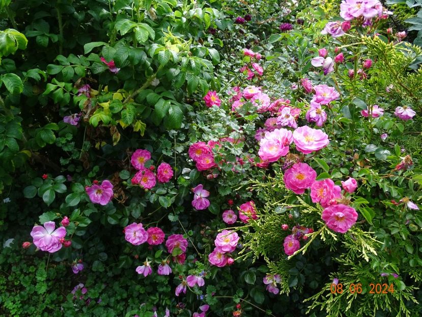  - Trandafiri 2024 4