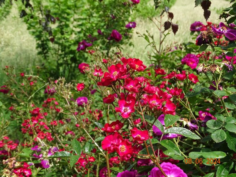  - Trandafiri 2024 4