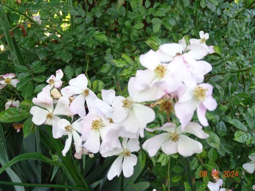  - Trandafiri 2024 4