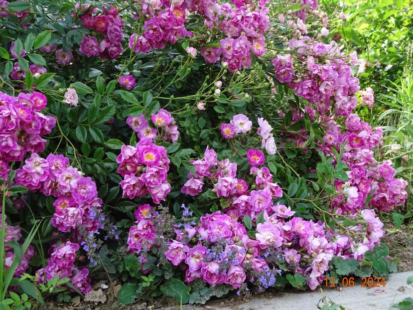  - Trandafiri 2024 4