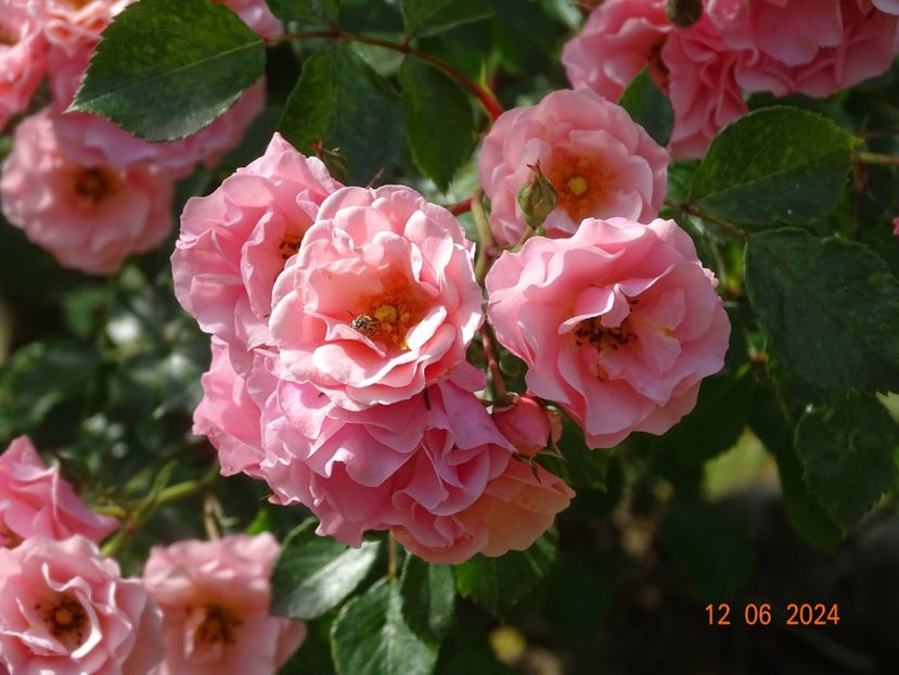  - Trandafiri 2024 4