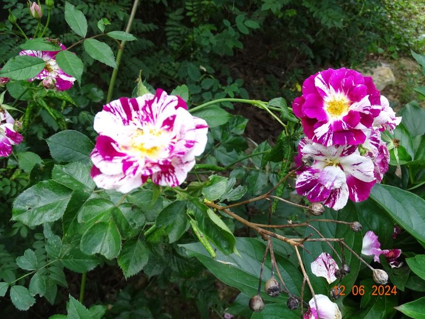  - Trandafiri 2024 4
