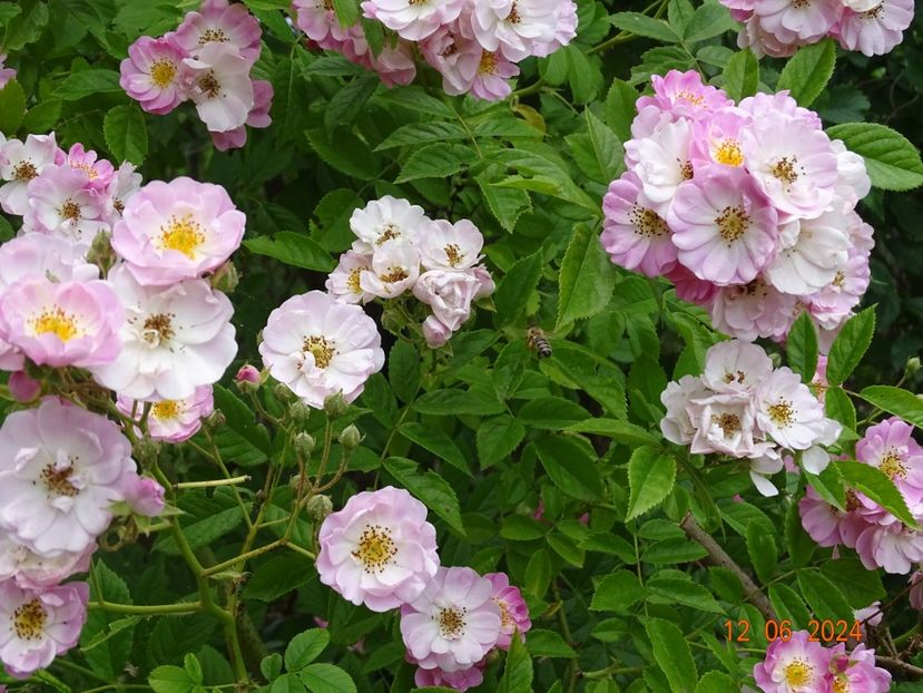  - Trandafiri 2024 4