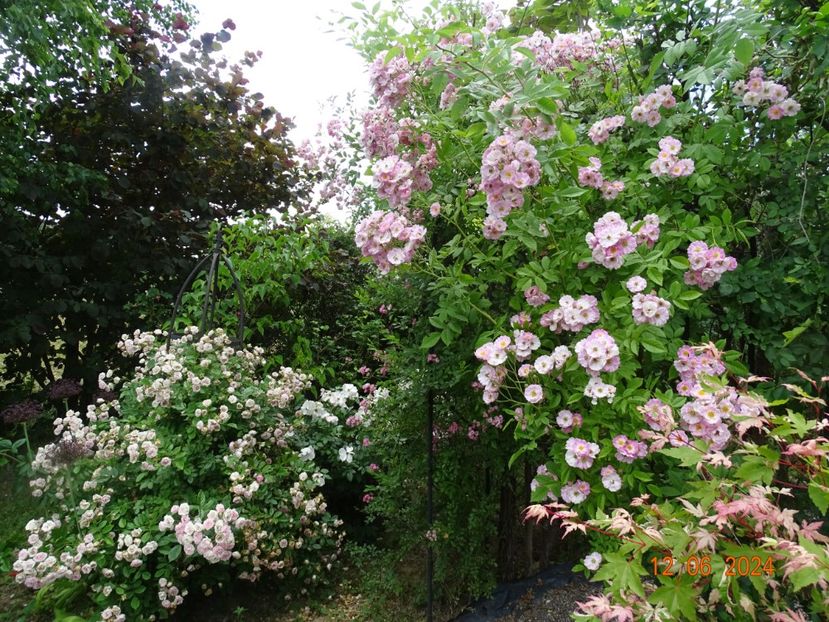  - Trandafiri 2024 4