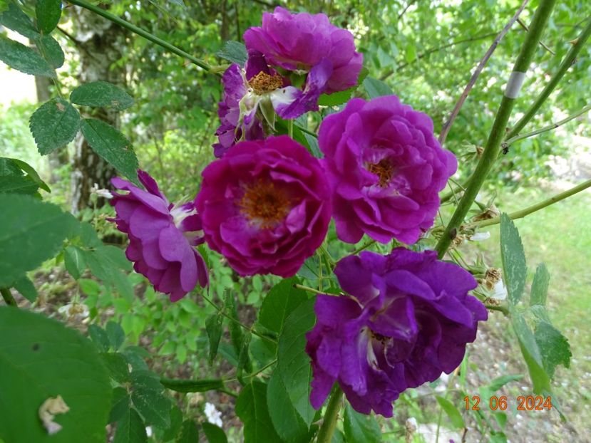  - Trandafiri 2024 4