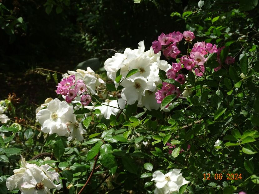  - Trandafiri 2024 4