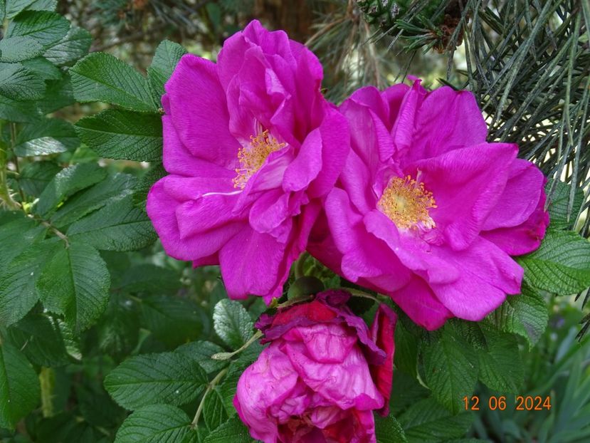  - Trandafiri 2024 4
