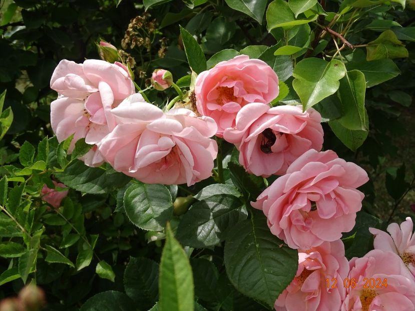  - Trandafiri 2024 4