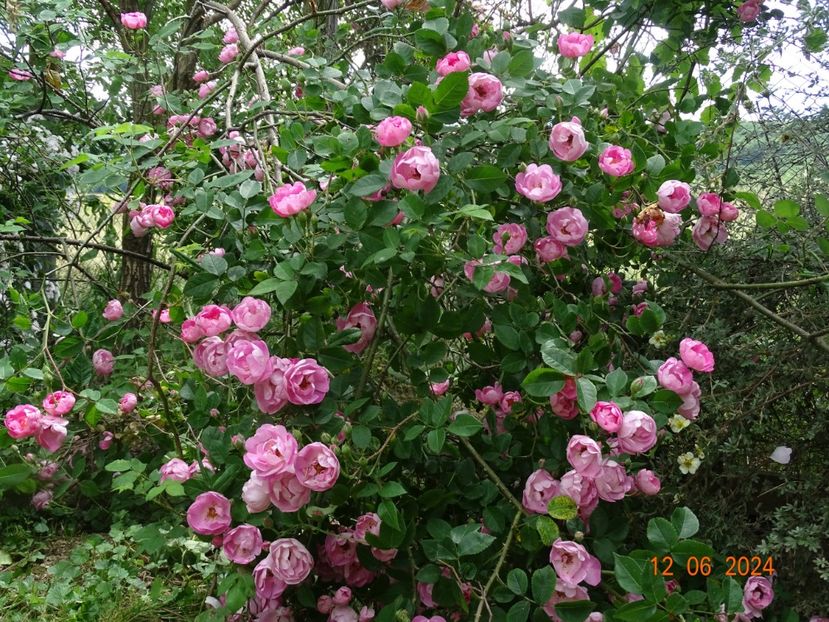  - Trandafiri 2024 4