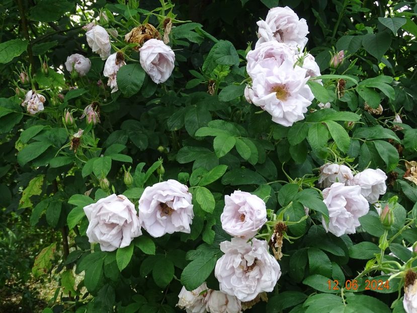  - Trandafiri 2024 4