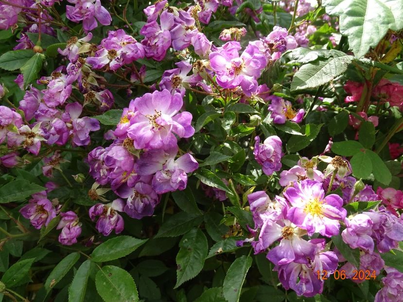  - Trandafiri 2024 4