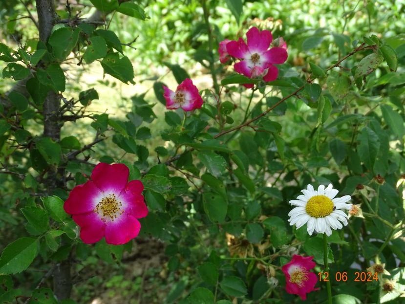  - Trandafiri 2024 4