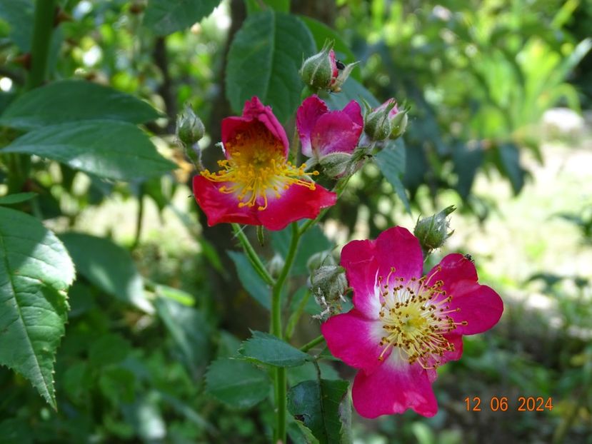 - Trandafiri 2024 4