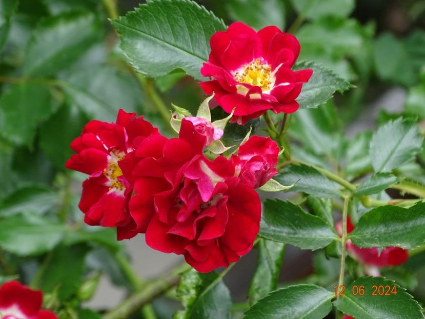  - Trandafiri 2024 4