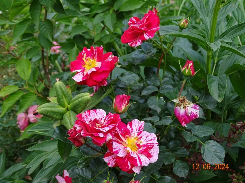  - Trandafiri 2024 4