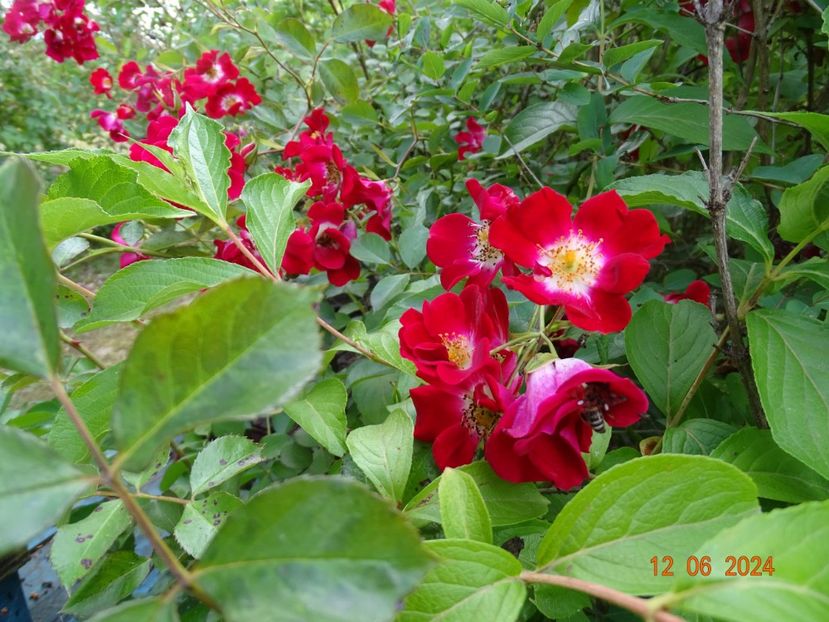  - Trandafiri 2024 4
