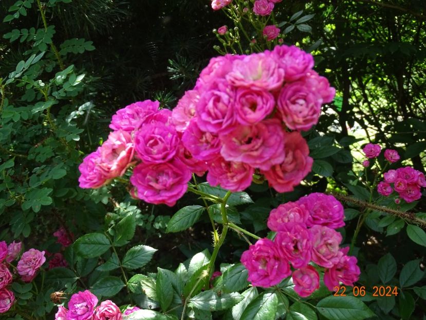  - Trandafiri 2024 4