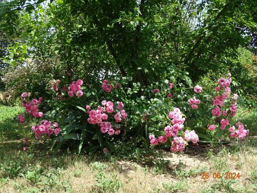  - Trandafiri 2024 4