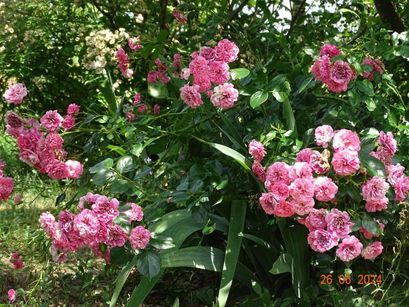  - Trandafiri 2024 4