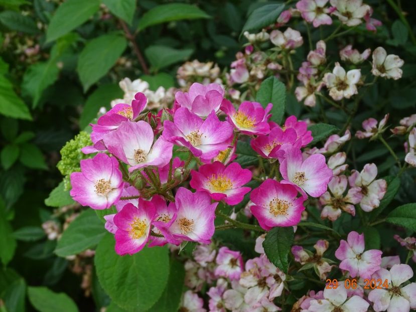 - Trandafiri 2024 4