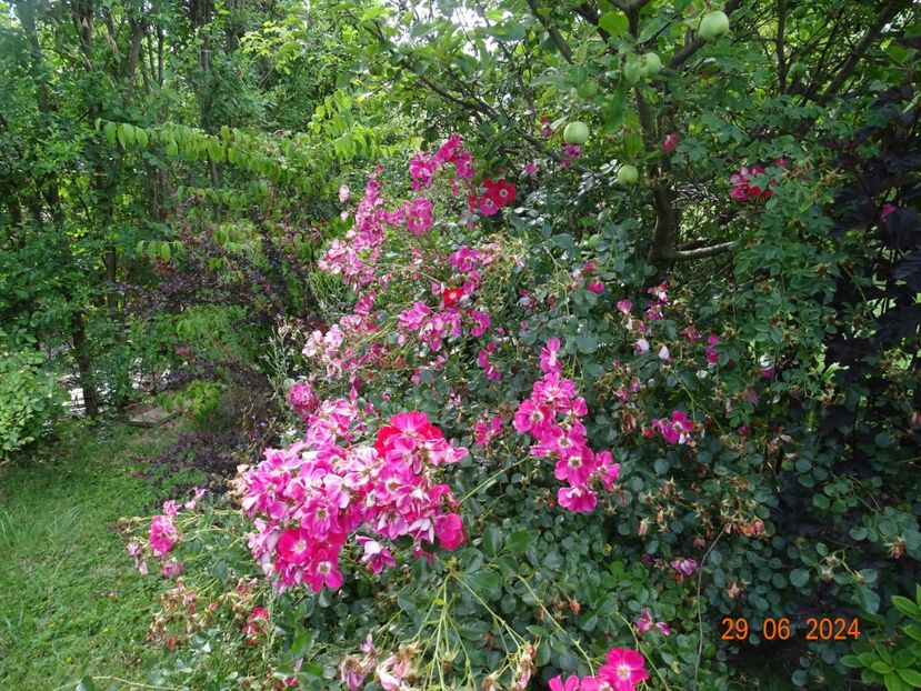  - Trandafiri 2024 4