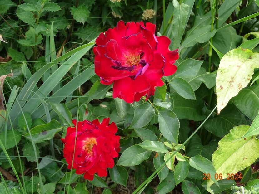  - Trandafiri 2024 4