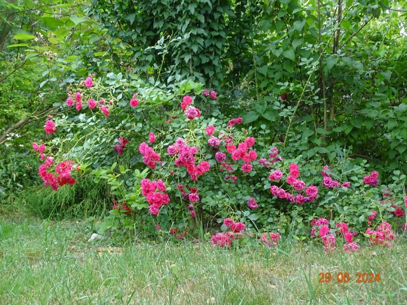  - Trandafiri 2024 4