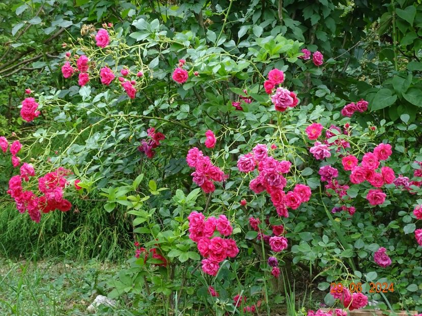  - Trandafiri 2024 4