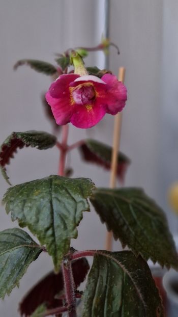 Surpriza zilei! Inca o ultima floare aparuta dupa ceva vreme - xA Werner