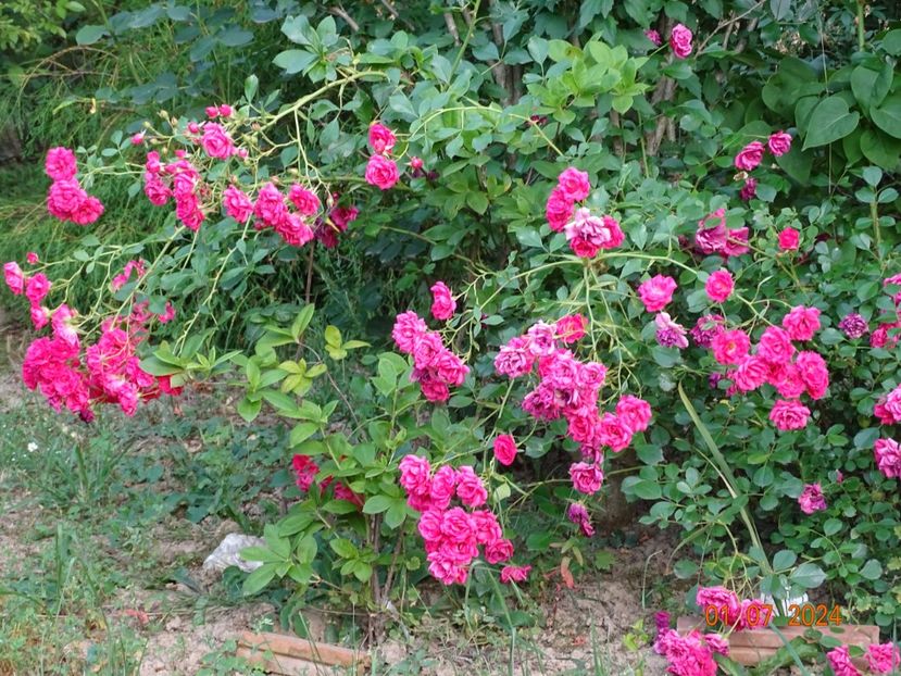  - Trandafiri 2024 4