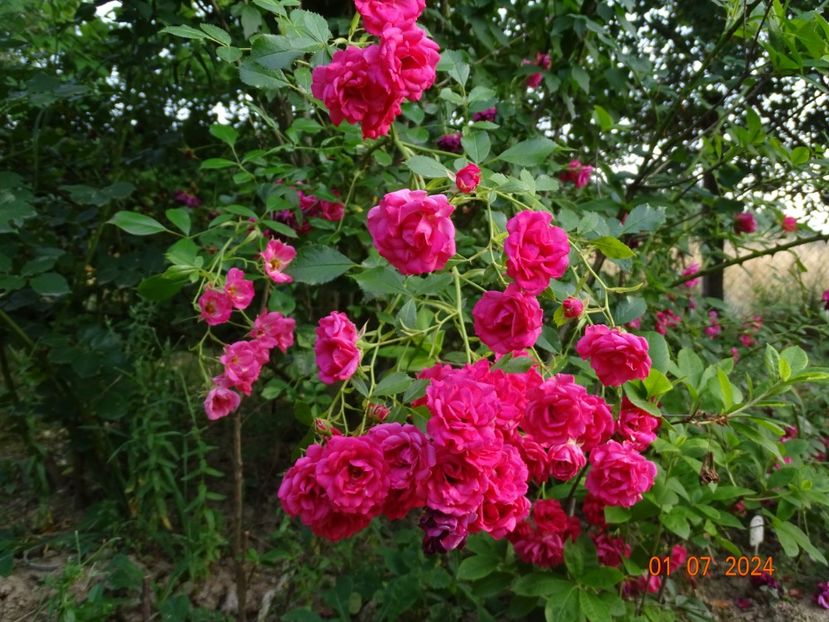  - Trandafiri 2024 4