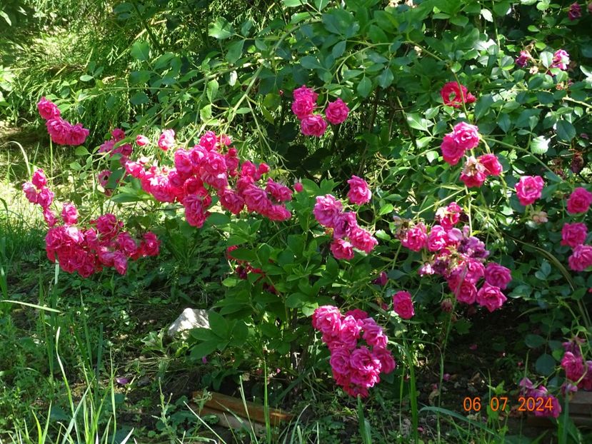  - Trandafiri 2024 4