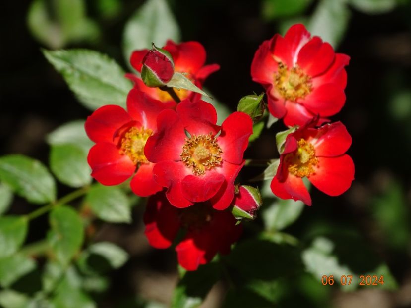  - Trandafiri 2024 4