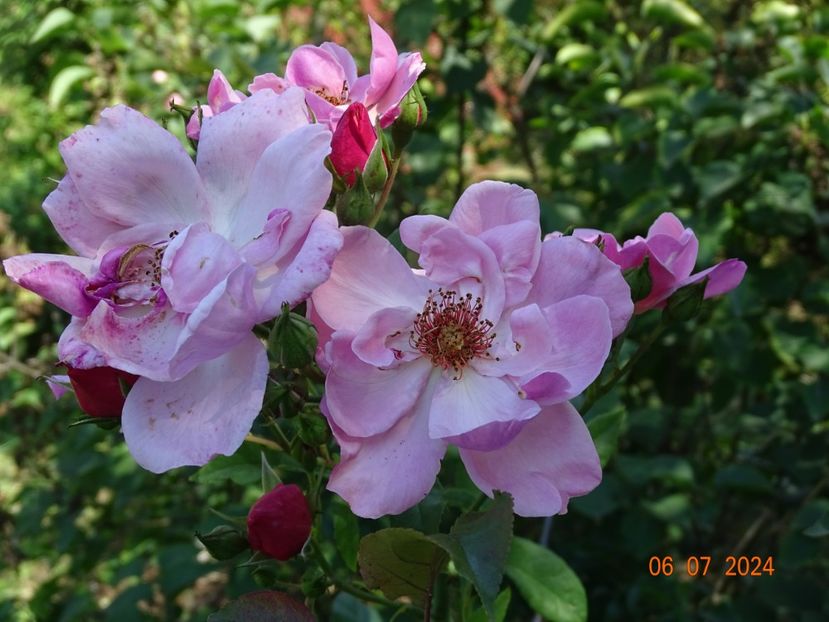  - Trandafiri 2024 4
