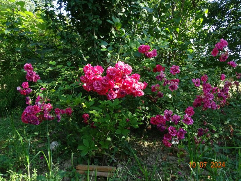  - Trandafiri 2024 4