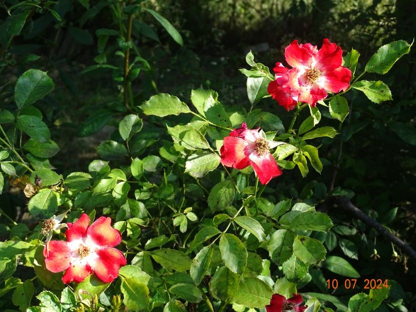  - Trandafiri 2024 4