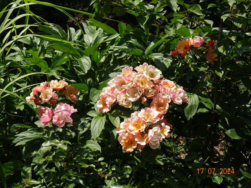  - Trandafiri 2024 4