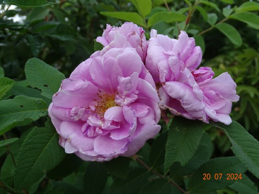  - Trandafiri 2024 4