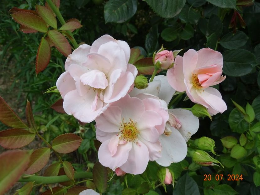  - Trandafiri 2024 4