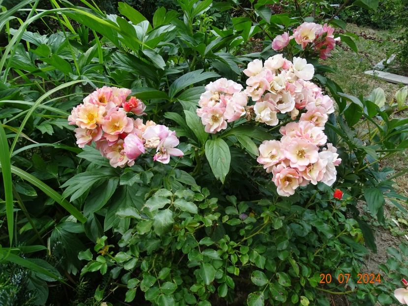  - Trandafiri 2024 4