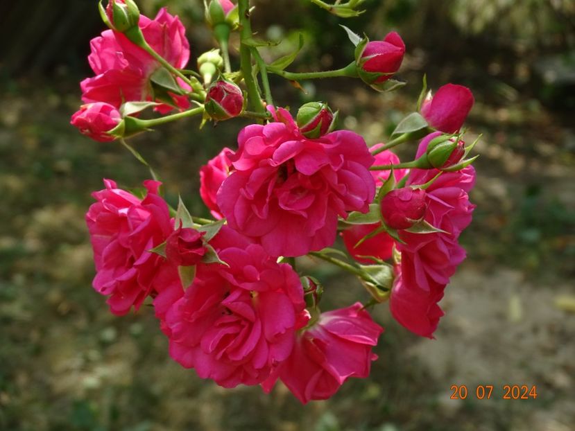  - Trandafiri 2024 4