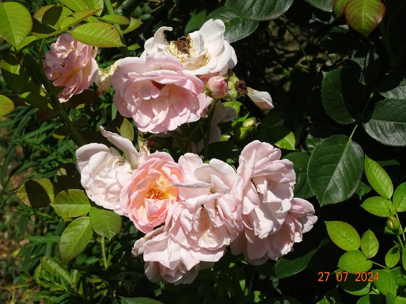  - Trandafiri 2024 4