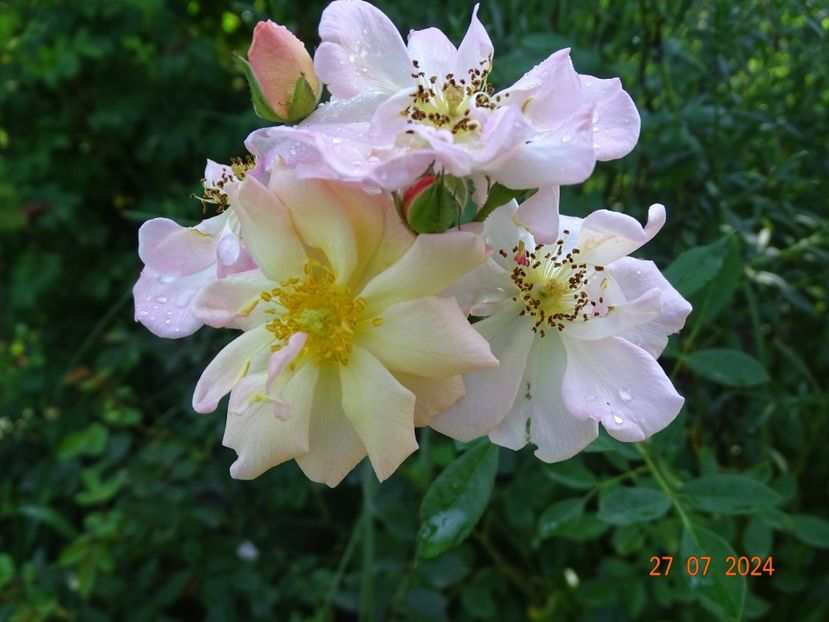  - Trandafiri 2024 4