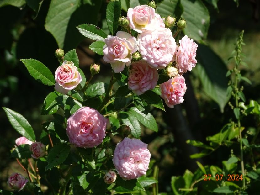  - Trandafiri 2024 4