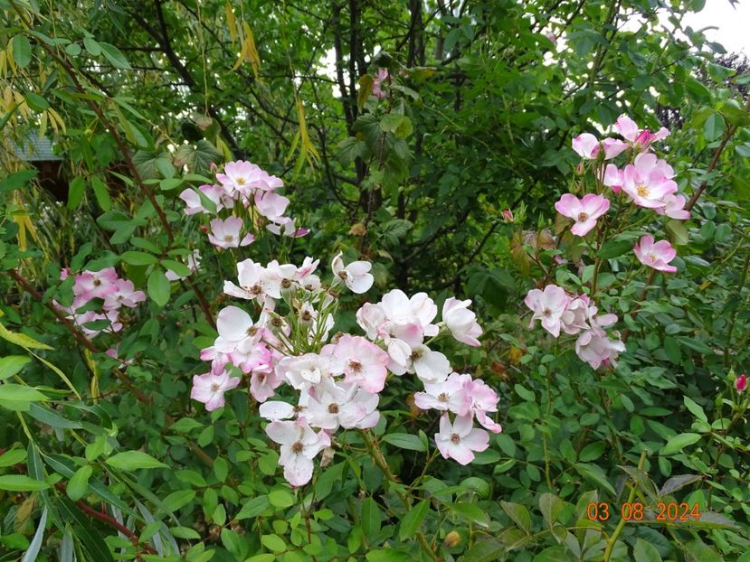  - Trandafiri 2024 4