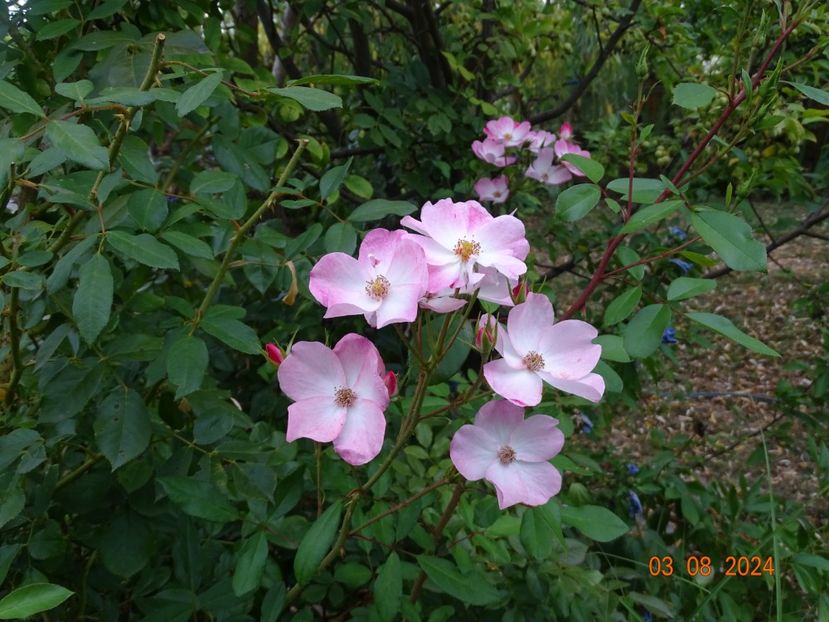 - Trandafiri 2024 4