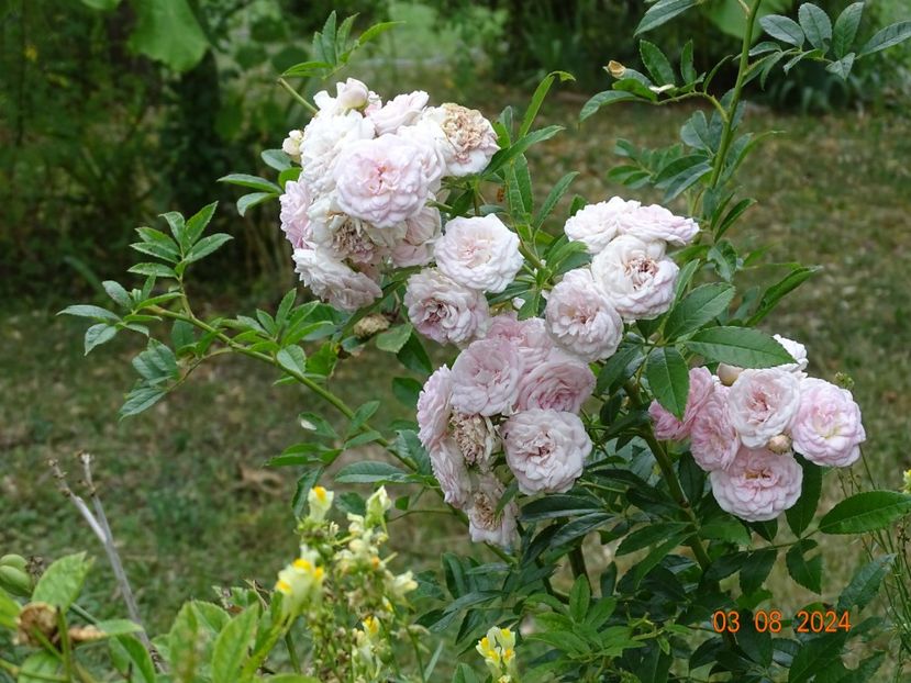  - Trandafiri 2024 4