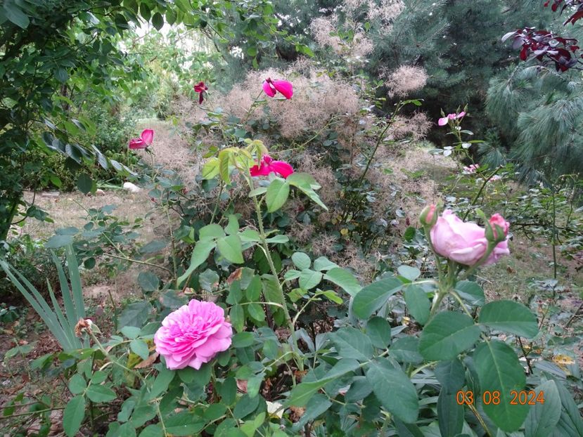  - Trandafiri 2024 4